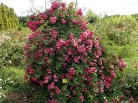 excelsa
