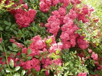 Excelsa