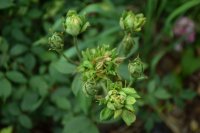 viridiflora