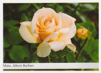 mme-albert-barbier