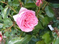 la-rose-de-molinard