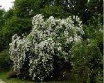 rosa-moschata.jpg