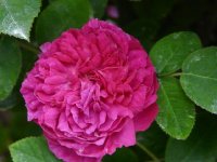 pompon-perpetual1.jpg
