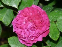 pompon-perpetual2a.jpg