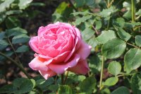 alexandra-of-kent198