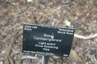 cantabrigiensis1