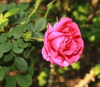 cerise-bouquet-174