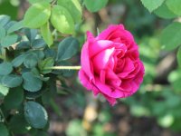 cerise-bouquet-175