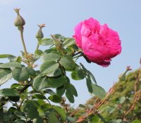 cerise-bouquet-176