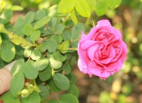 cerise-bouquet