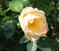 comtes-de-champagne
