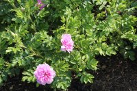 doreen-pike-217