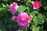 englands-rose-202