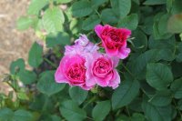 englands-rose