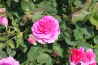 englands-rose201