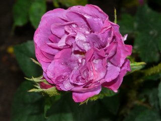 muscosa-japonica1a.jpg