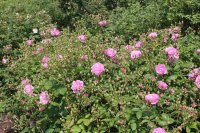 harlowcarr