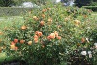 lady-of-shalott