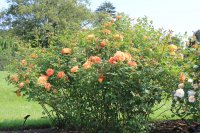 lady-of-shalott2