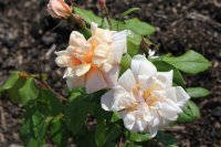 perle-dor