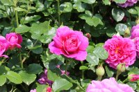 princess-anne-205