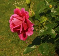 princess-anne-211