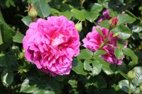 princess-anne