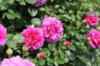 princess-anne206