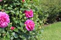 princess-anne207