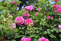 princess-annen-208