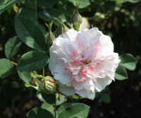 rosemoor