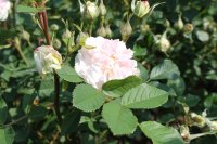 rosemoor2