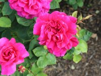 sophys-rose