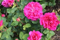 sophys-rose2