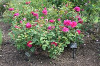 sophys-rose3