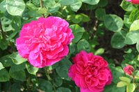 sophys-rose8