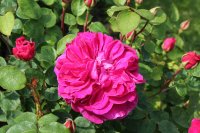 sophys-rose_0