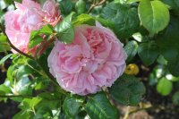strawberry-hill