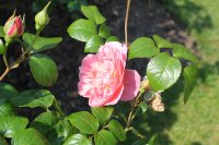 strawberry-hill11