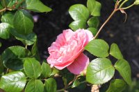 strawberry-hill194
