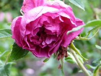 rwarleyensis-x-blanda-a.jpg