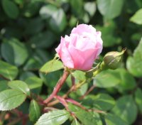 wisley8