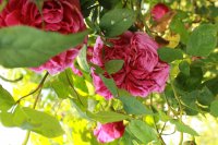 young-lycidas-136