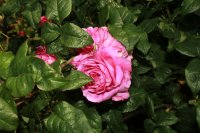 young-lycidas-137