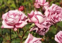 rosa-delphin-veg-baumschulen-saatzucht-dresden-j-2.jpg