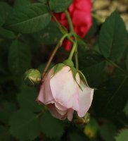 tender-blush0