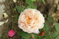 tender-blush1