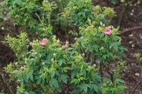 burgundy-rose-e