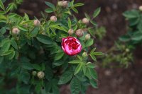 burgundy-rose-q