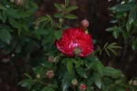 burgundy-rose